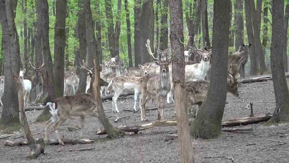 Kızıl Geyikler Boynuzlarını Değiştiriyor