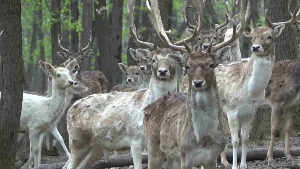 Kızıl Geyikler Boynuzlarını Değiştiriyor