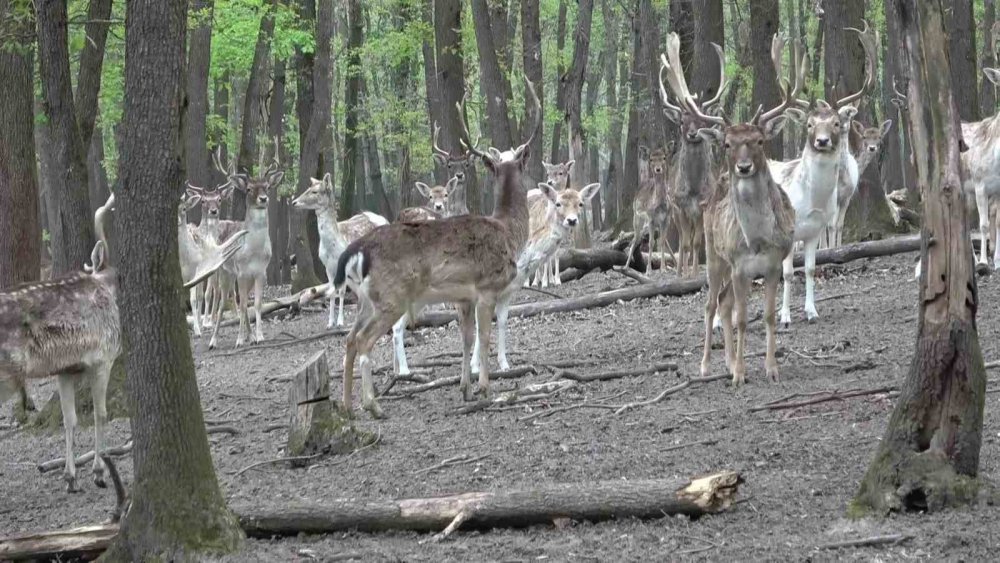 Kızıl Geyikler Boynuzlarını Değiştiriyor