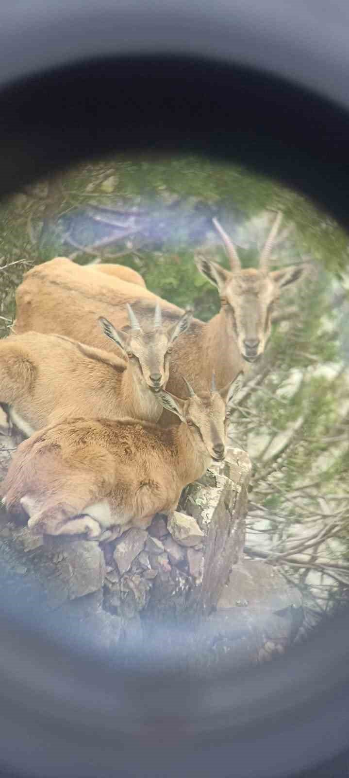 Artvin Deriner Barajı’nda Yaban Keçileri Görüntülendi