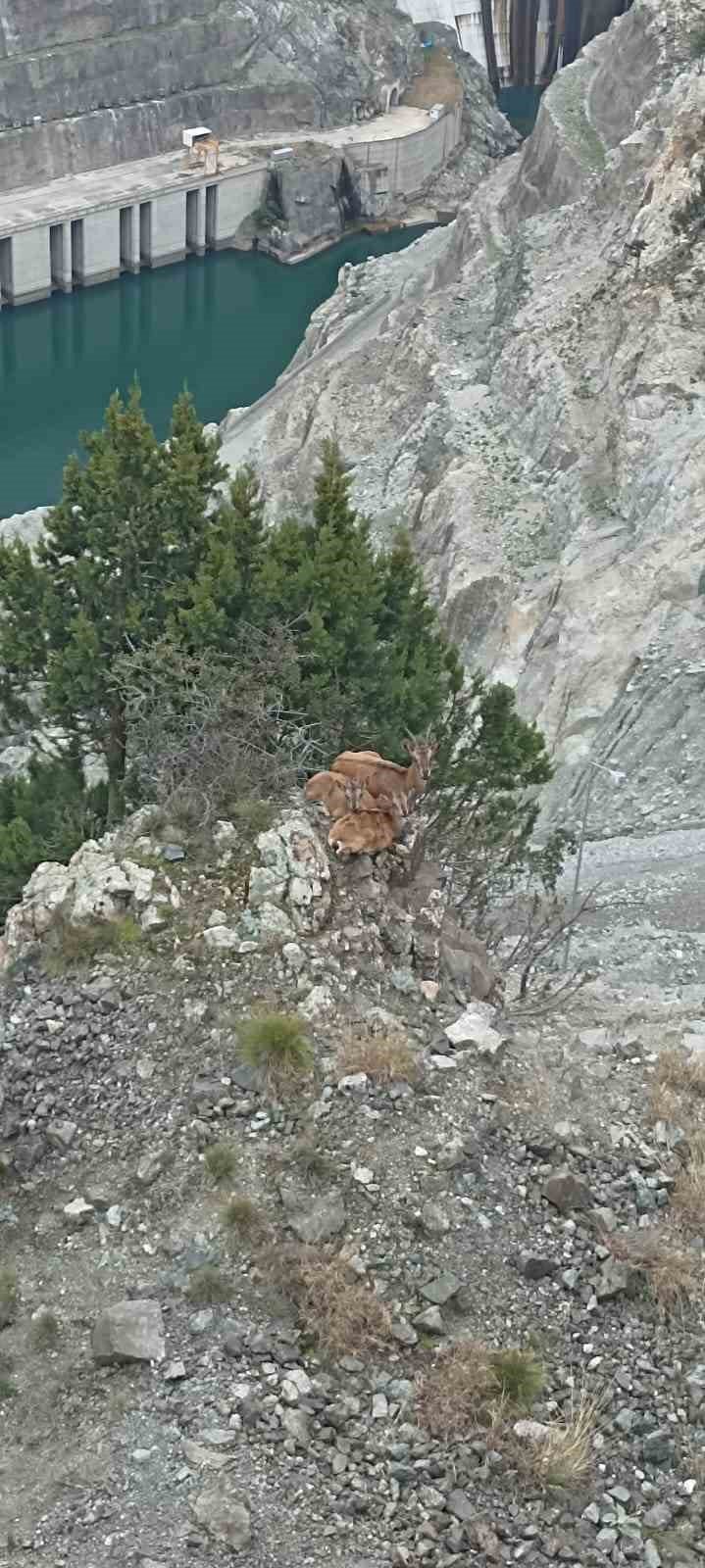 Artvin Deriner Barajı’nda Yaban Keçileri Görüntülendi