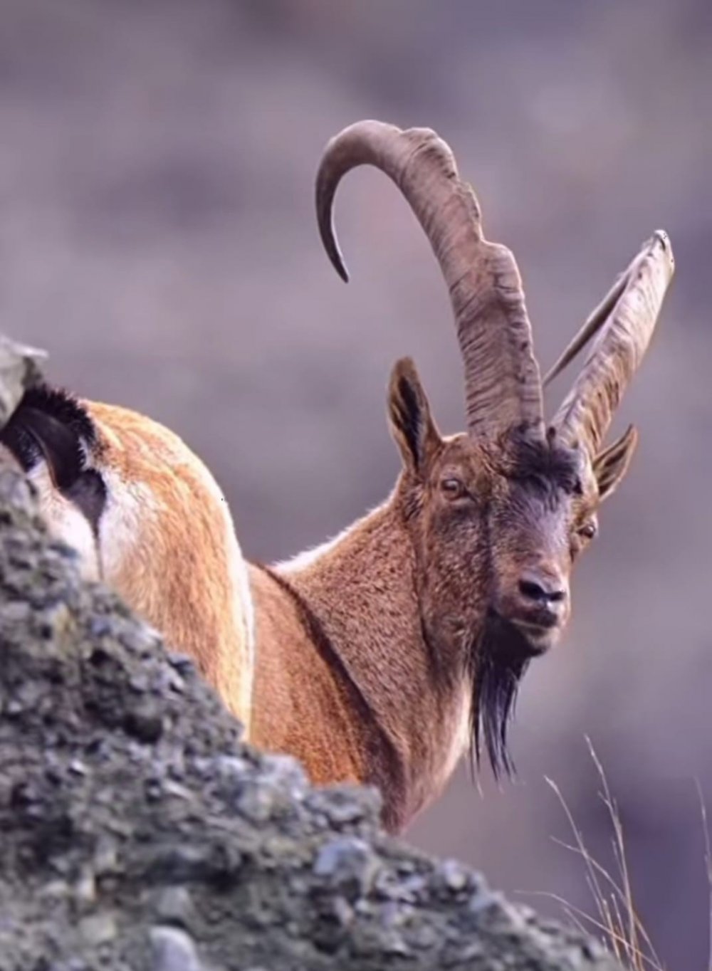 Artvin Deriner Barajı’nda Yaban Keçileri Görüntülendi