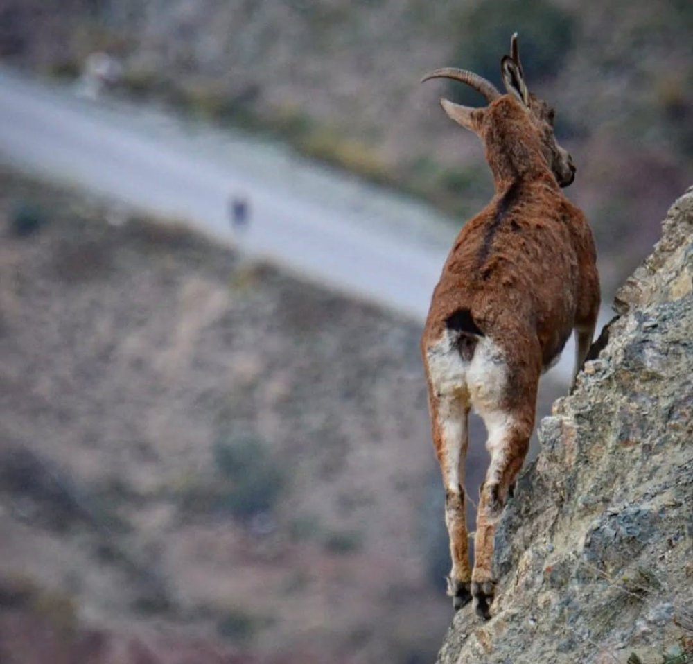 Artvin Deriner Barajı’nda Yaban Keçileri Görüntülendi
