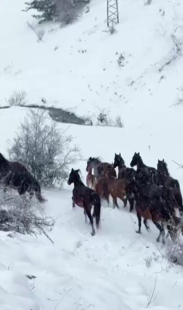 Amasya’nın Yılkı Atları Kar Üstünde Görüntülendi