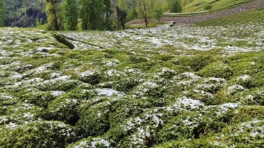 Zirai Don Çayı Vurdu: Rize'de Çay Bahçeleri Zarar Gördü
