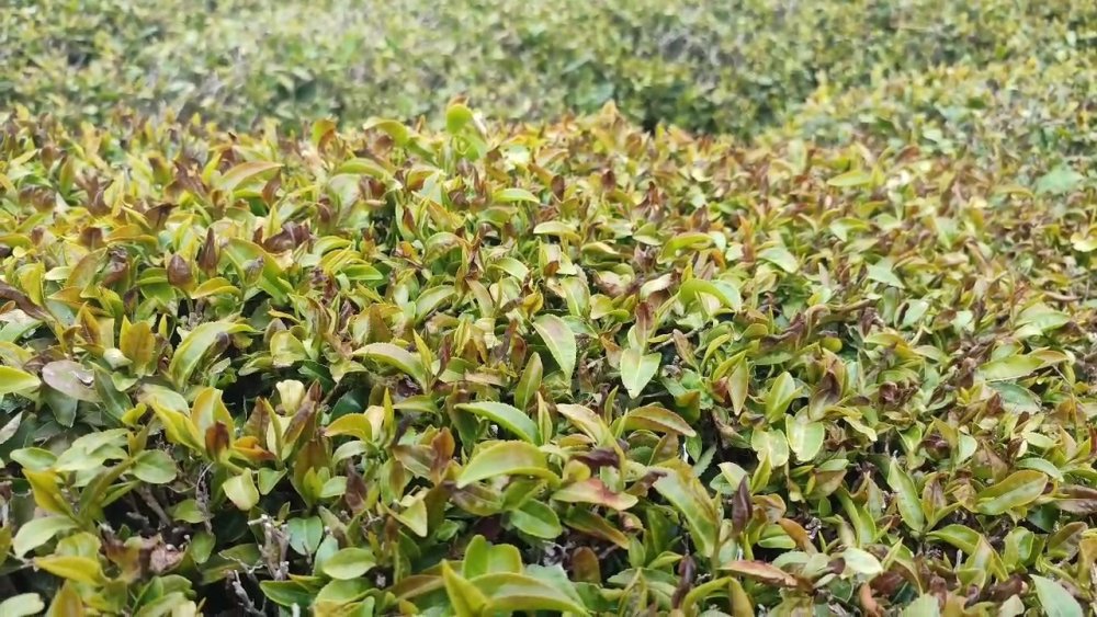 Zirai Don Çayı Vurdu: Rize'de Çay Bahçeleri Zarar Gördü