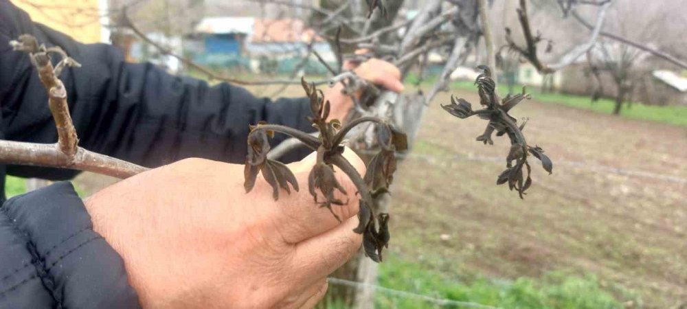 Giresun’da Zirai Don Şebin Cevizini De Vurdu