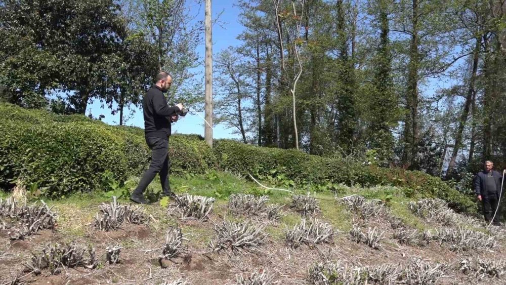 Doğu Karadeniz’de 2025 Yaş Çay Sezonu İçin Geri Sayım Başladı