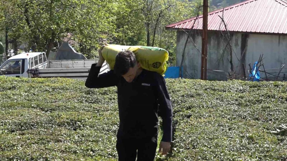 Doğu Karadeniz’de 2025 Yaş Çay Sezonu İçin Geri Sayım Başladı