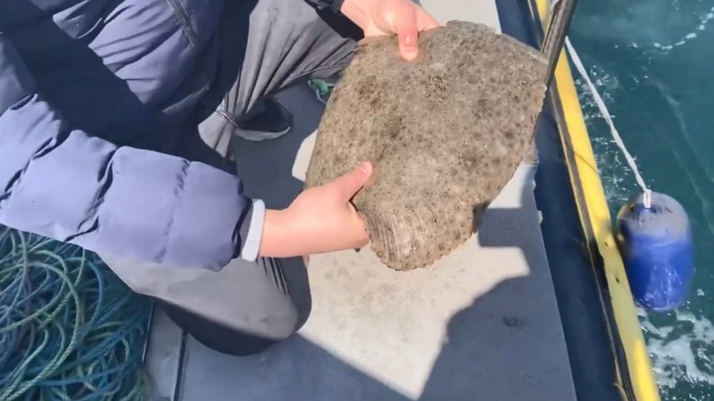 Ordu’da Denizde Serili Kalkan Ağına El Konuldu