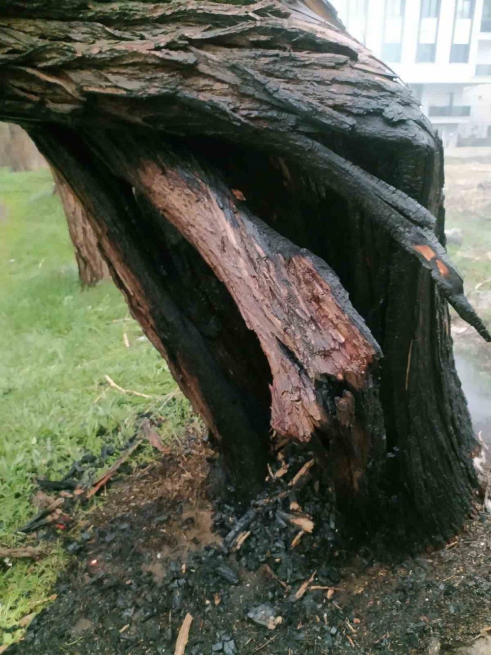 Bayburt’ta Yıldırım Düşen Ağaç İkiye Bölündü