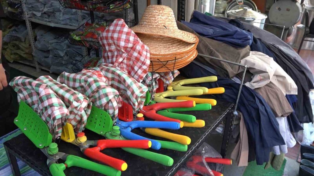 Çay Üreticileri Sezona Hazır: Gözler Açıklanacak Yaş Çay Fiyatında