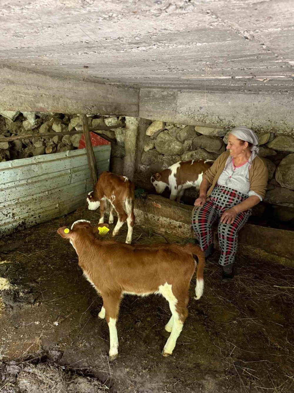 Artvin’de Bir İnek Dördüz Doğurdu, Aile Büyük Sevinç Yaşadı