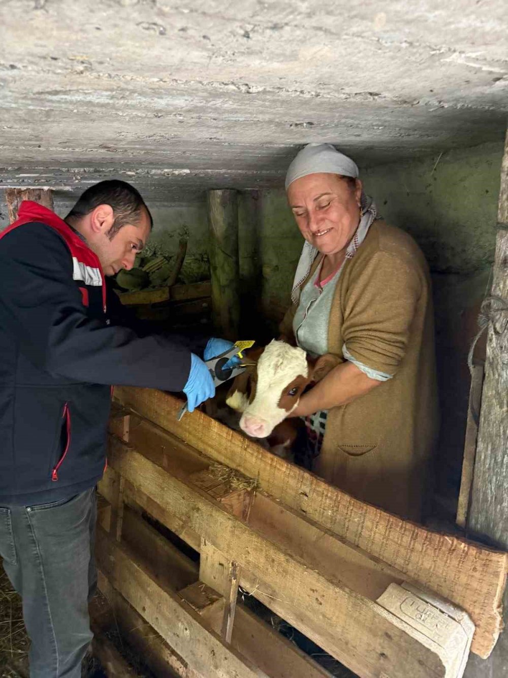 Artvin’de Bir İnek Dördüz Doğurdu, Aile Büyük Sevinç Yaşadı