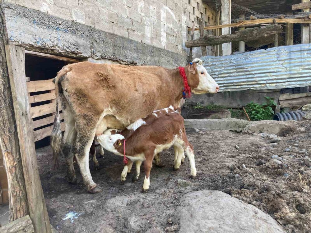 Artvin’de Bir İnek Dördüz Doğurdu, Aile Büyük Sevinç Yaşadı
