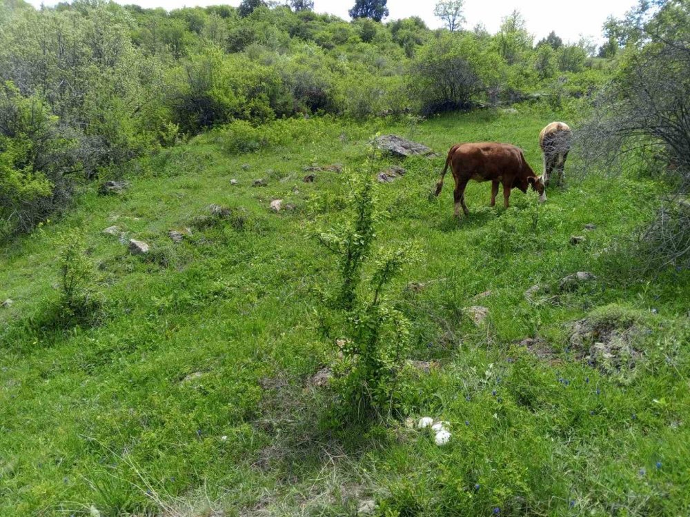 Erzurum’da Vatandaşlara "zehirli Mantar" Uyarısı