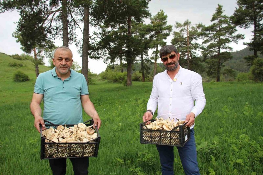 Erzurum’da Vatandaşlara "zehirli Mantar" Uyarısı
