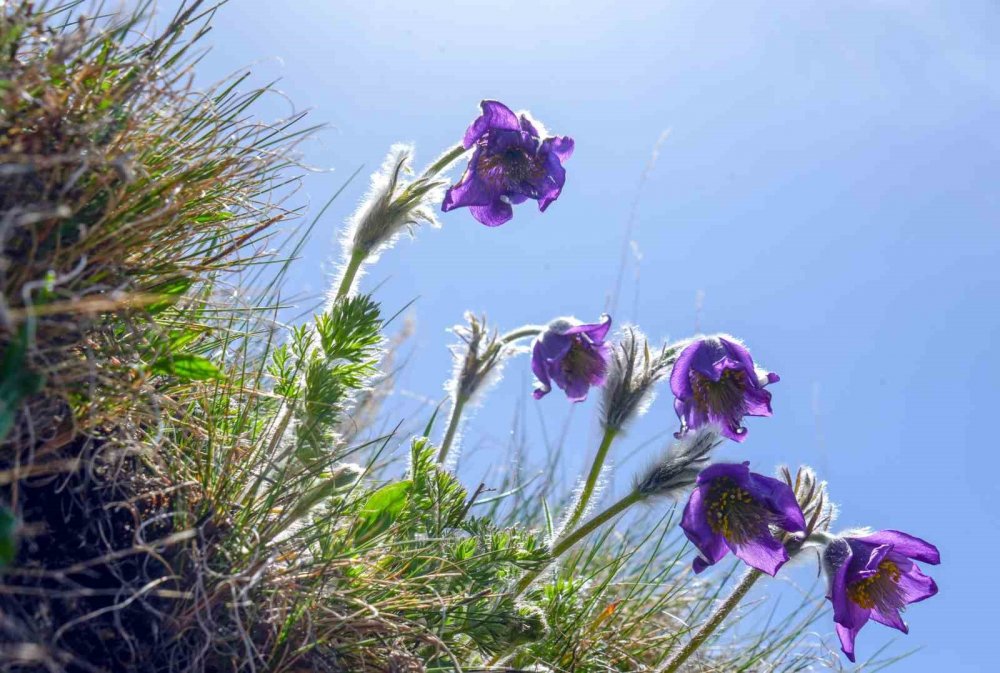 Palandöken’de Kaf Ve Mor Laleler Açtı