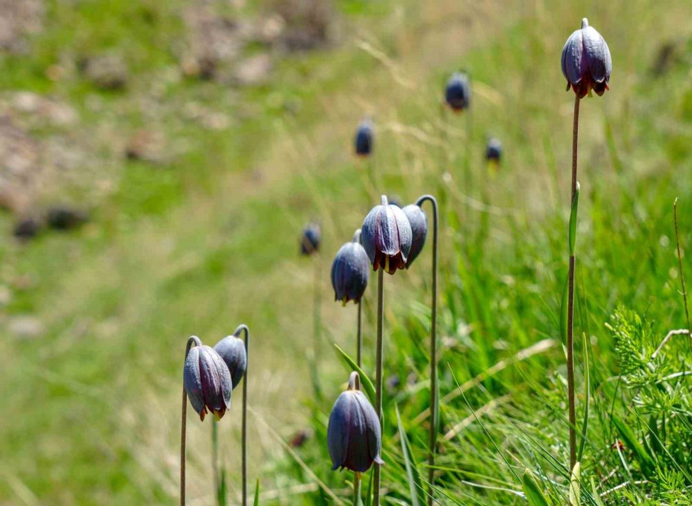 Palandöken’de Kaf Ve Mor Laleler Açtı