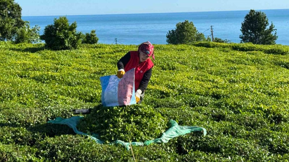 2025 Yaş Çay Sezonu Açıldı, Üreticiler bahçeye girdi