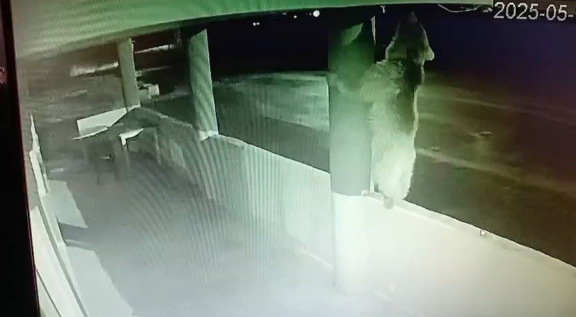 Aç Ayı Oynamadı: Bayburt’ta Bir Yavru Ayı Alabalıkları Yedikten Sonra Oyunlar Oynadı