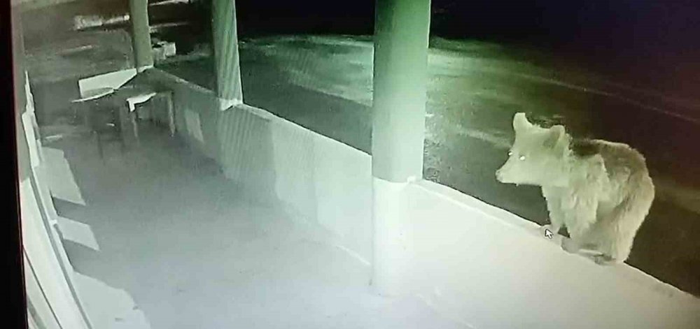 Aç Ayı Oynamadı: Bayburt’ta Bir Yavru Ayı Alabalıkları Yedikten Sonra Oyunlar Oynadı