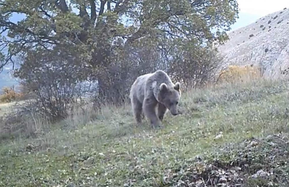 Prof. Dr. Şağdan Başkaya: "doğuda Ayı, Batıda Domuz Popülasyonu İnsan Sağlığını Tehdit Ediyor"