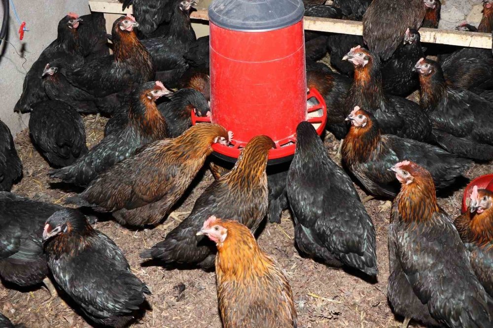 Üreticiye Yüzde 50 Hibeli Yumurta Tavuğu Desteği