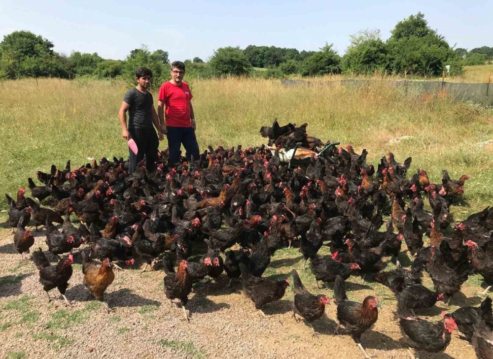 Üreticiye Yüzde 50 Hibeli Yumurta Tavuğu Desteği