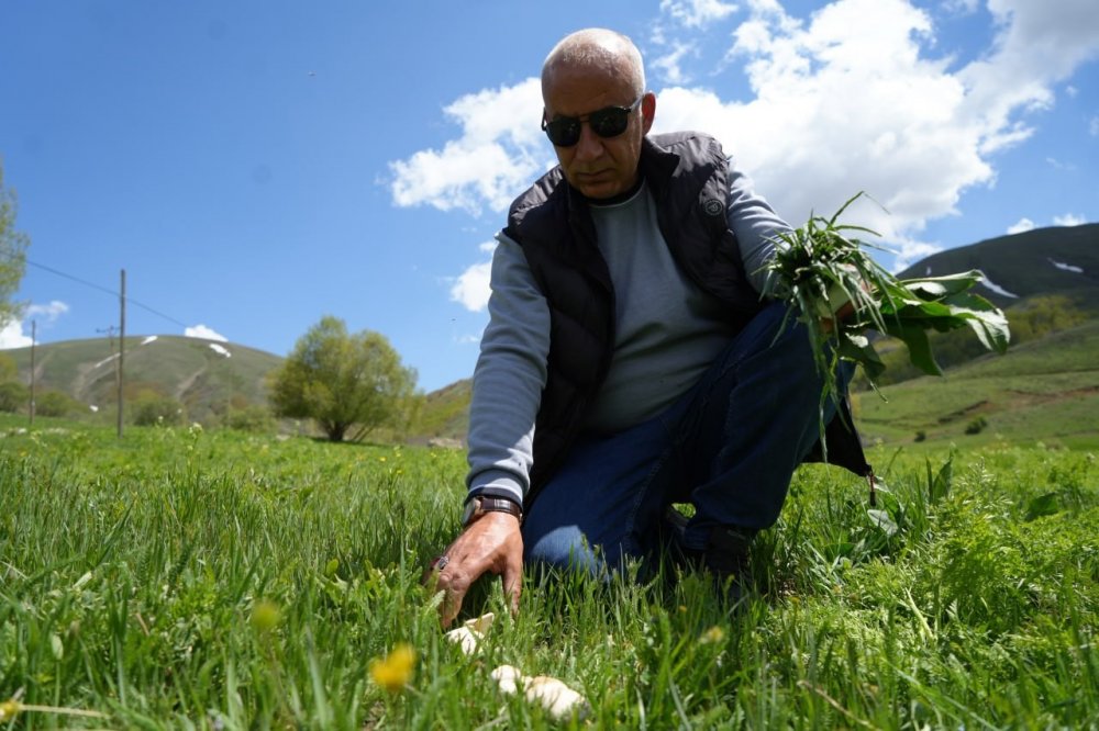 Bayburt’ta Protein Deposu Mantarın Ve Bin Bir Derde Deva Çaşır Otunun Zorlu Mesaisi