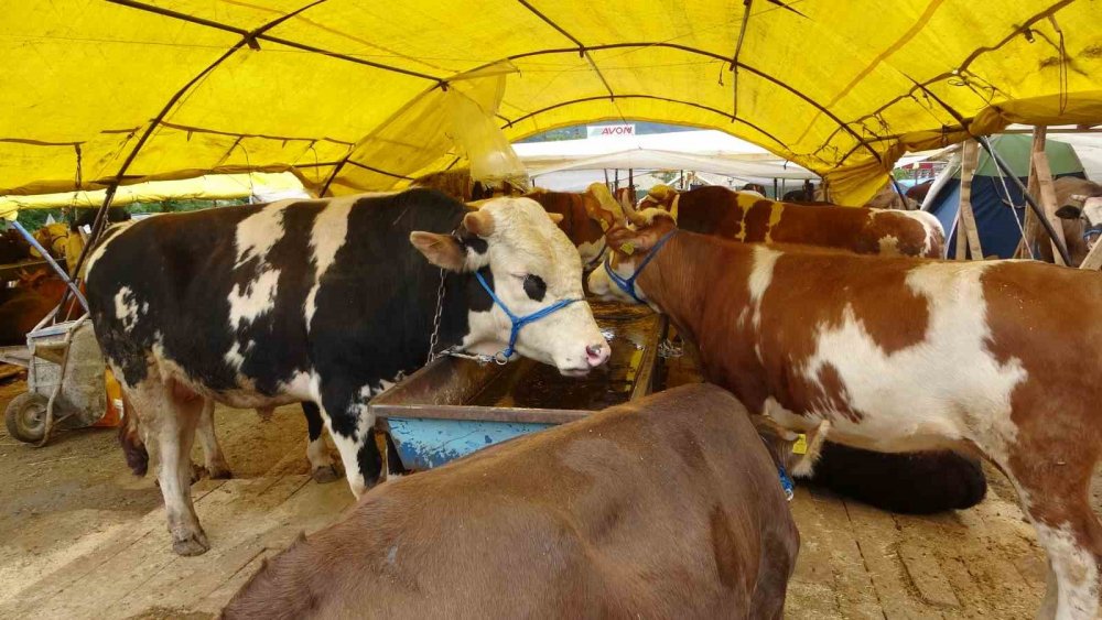 Kol Kıran Pazarlık