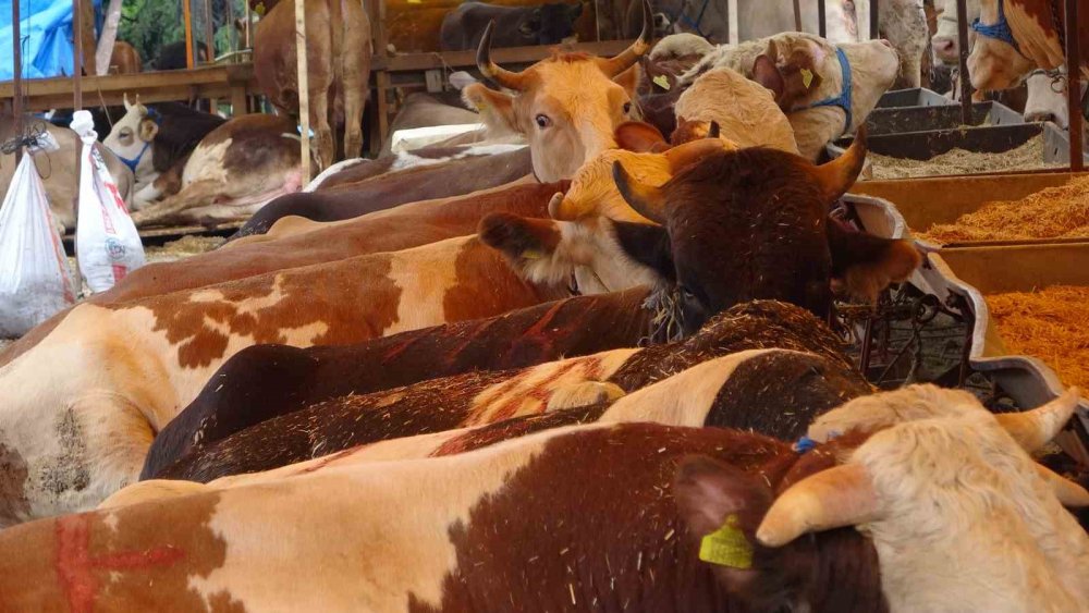 Kol Kıran Pazarlık