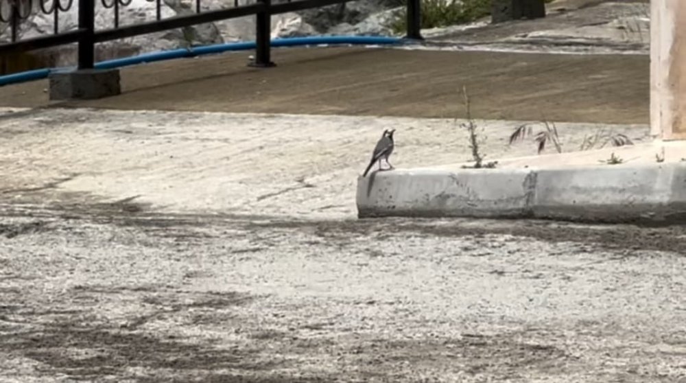 Ekskavatöre Yuva Yapan Kuş İçin Çalışmalar Durduruldu