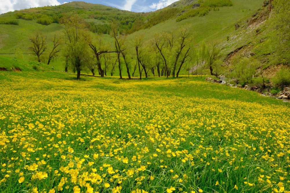 Gümüşhane’de Sarı Çiçeklerin Büyülü Dansı Başladı
