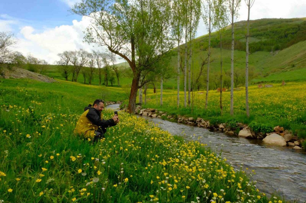 Gümüşhane’de Sarı Çiçeklerin Büyülü Dansı Başladı