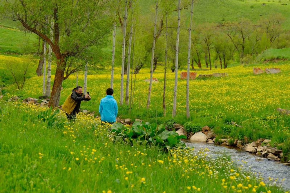 Gümüşhane’de Sarı Çiçeklerin Büyülü Dansı Başladı
