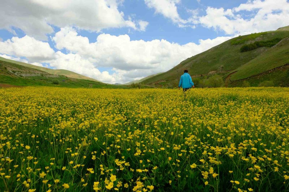 Gümüşhane’de Sarı Çiçeklerin Büyülü Dansı Başladı