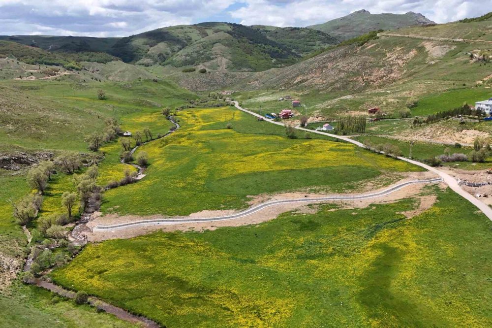 Gümüşhane’de Sarı Çiçeklerin Büyülü Dansı Başladı