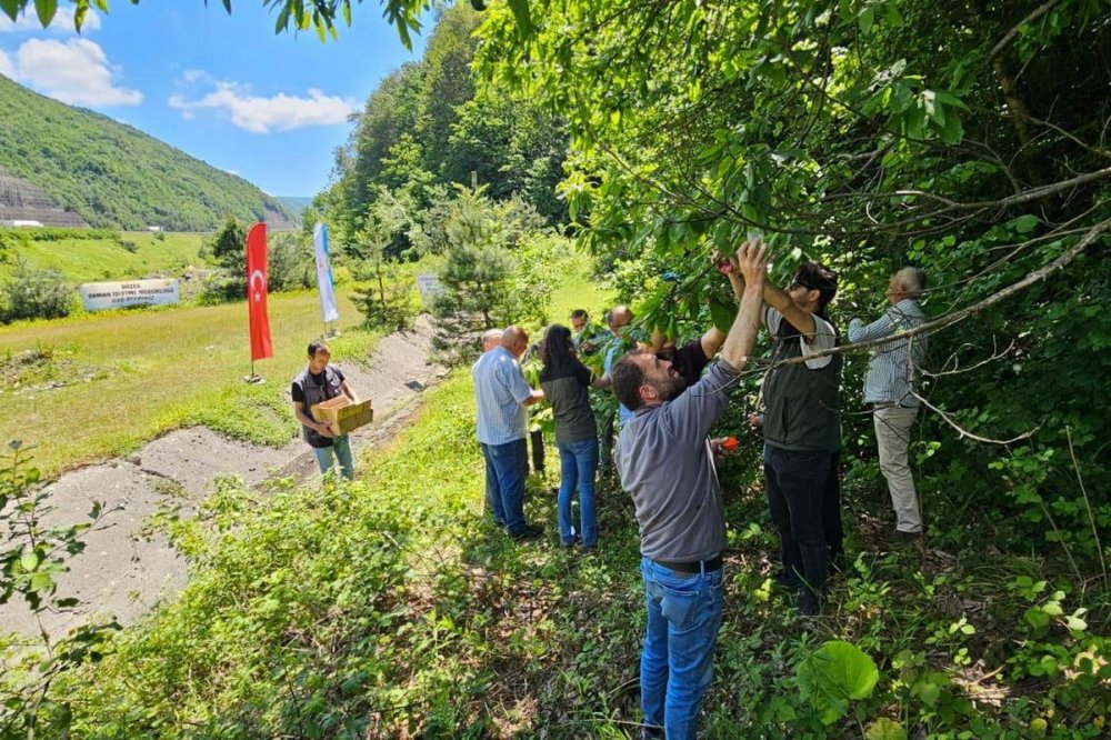 Gal Arısıyla Mücadele Edecekler