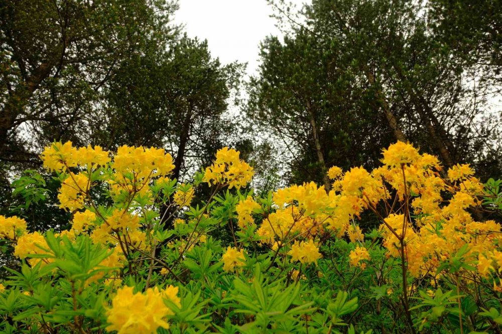 Sarı Zifin Çiçekleri Zigana’yı Renklendirdi