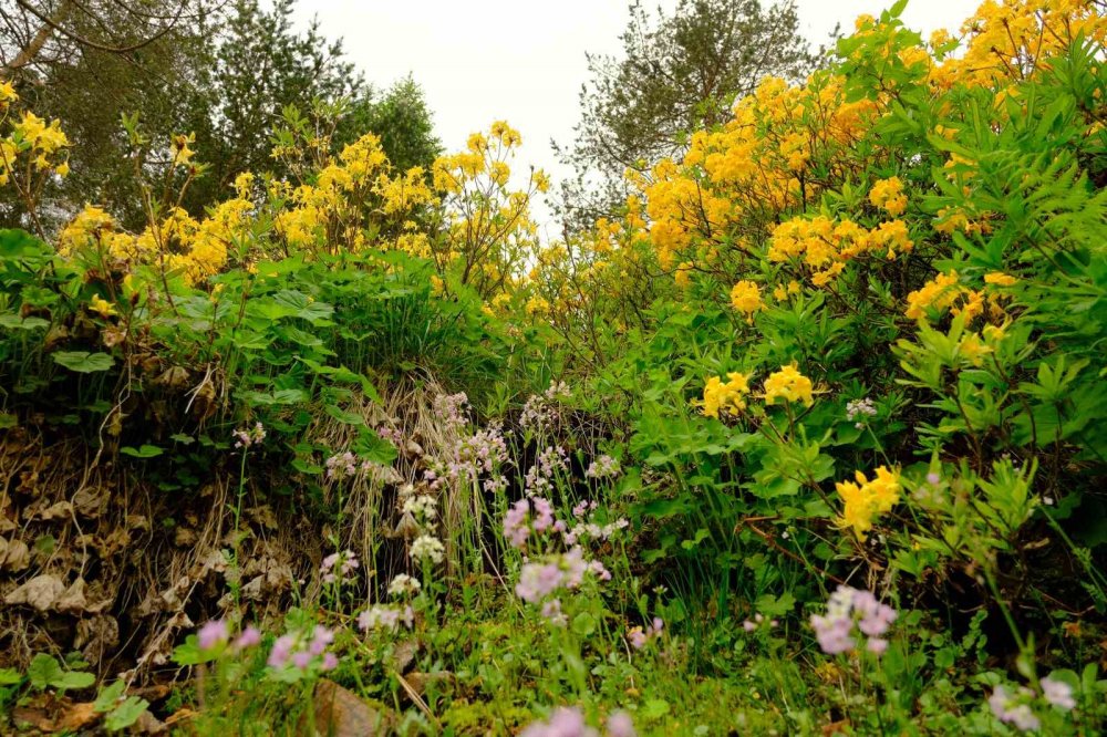 Sarı Zifin Çiçekleri Zigana’yı Renklendirdi