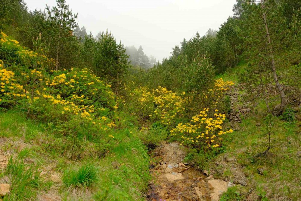 Sarı Zifin Çiçekleri Zigana’yı Renklendirdi