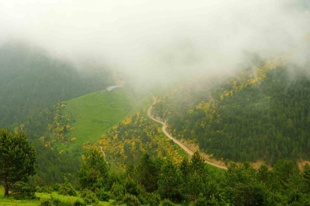 Sarı Zifin Çiçekleri Zigana’yı Renklendirdi