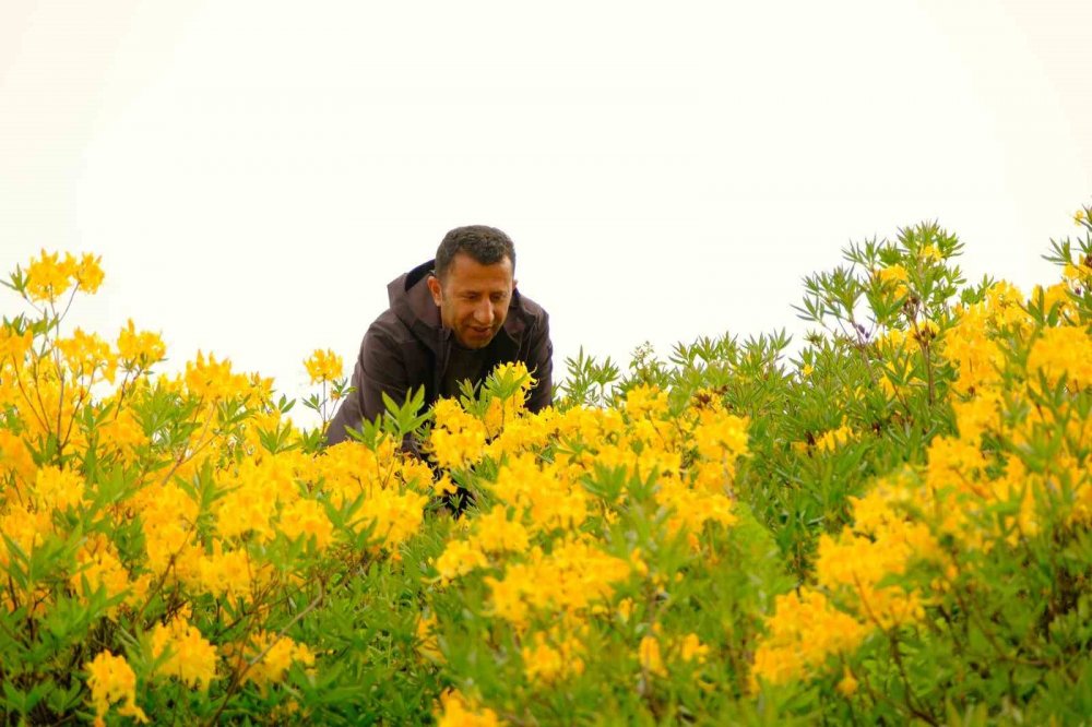 Sarı Zifin Çiçekleri Zigana’yı Renklendirdi
