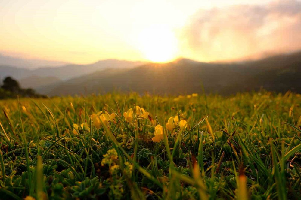 Sarı Zifin Çiçekleri Zigana’yı Renklendirdi