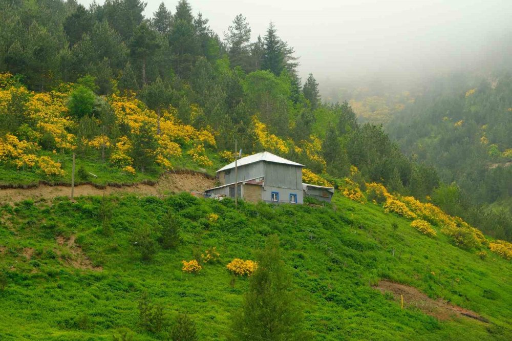 Sarı Zifin Çiçekleri Zigana’yı Renklendirdi