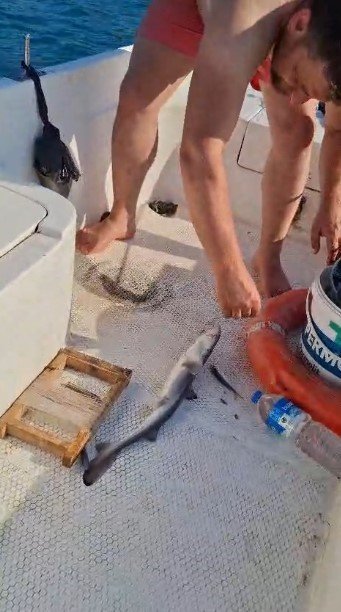 Gençlerin Oltasına Yavru Köpekbalığı Takıldı
