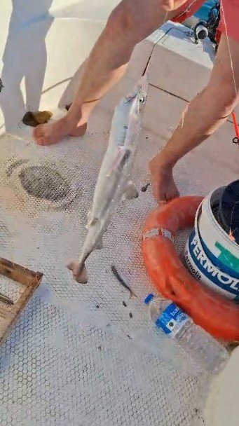 Gençlerin Oltasına Yavru Köpekbalığı Takıldı