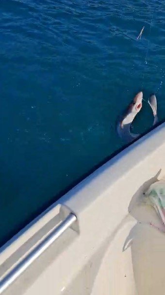 Gençlerin Oltasına Yavru Köpekbalığı Takıldı