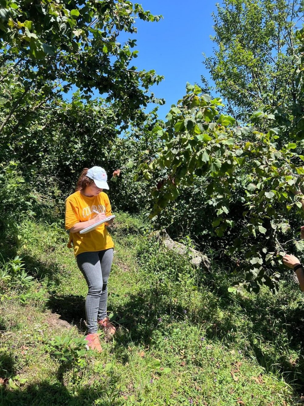 Giresun’da 2025 Yılı Fındık Rekolte Çalışmaları Tamamlandı